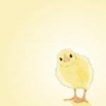 Spring Yellow Baby Chick - ..