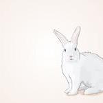 Spring Easter Bunny Rabbit ..
