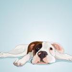Boxer Puppy - Dog Portrait ..