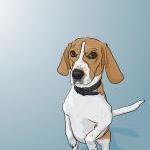 Begging Beagle Dog Portrait..