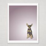 Chili the Mini Pinscher - D..