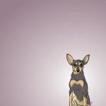 Chili the Mini Pinscher - D..