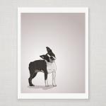 Boston Terrier Dog Portrait..