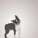 Boston Terrier Dog Portrait..