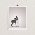 Boston Terrier Dog Portrait..