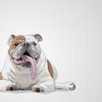 Humphrey the Bulldog - Illu..