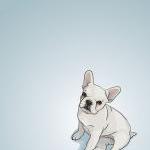 White French Bulldog Puppy ..