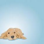 Cocker Spaniel Dog Portrait..