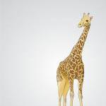 Yellow and Brown Giraffe - ..