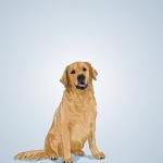 Golden Retriever Dog Portra..