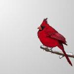 Snowy Red Cardinal - Illus..